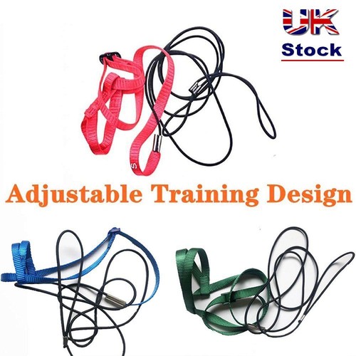 Training rope parrot harness - training,
