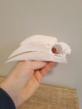 White Thighed Hornbill Bird -