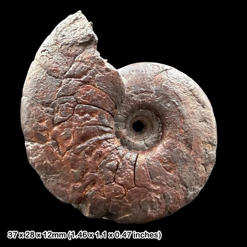 Gonioclymenia goniatite fossil - gonioclymenia,