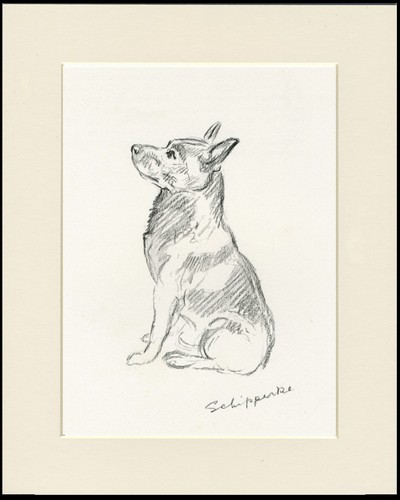 Schipperke vintage 1937 - 1937, dog