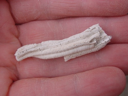 Pliocene vermicularia recta - vermicularia,