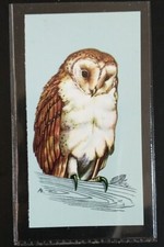 TETLEY (TEA CARD)-BRITISH