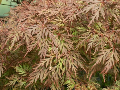 Acer palmatum dissectum