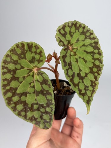 Begonia chloristicta red - begonia,