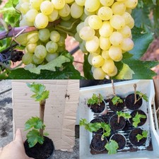 1 x  Seedless White Grapevine