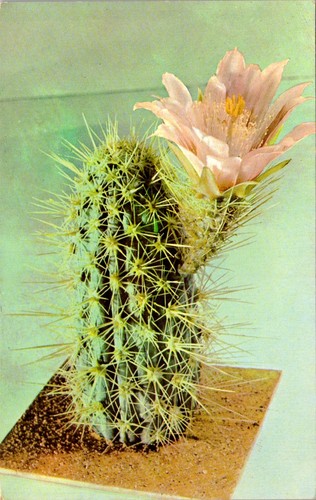 Echinocereus engelmannii - echinocereus,