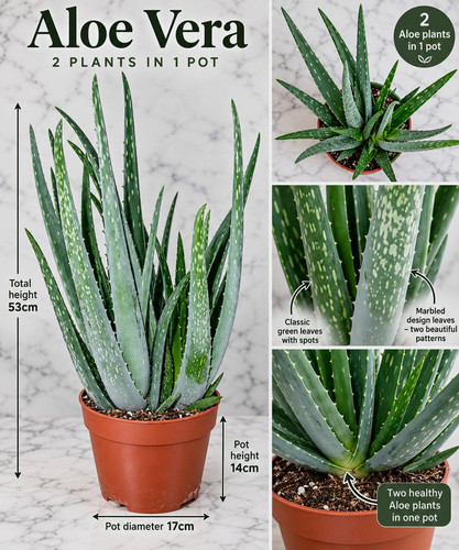 Large aloe vera plant 53cm - large,