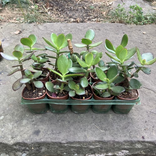 Small 10cm jade - 3, money