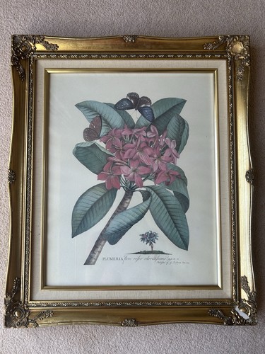 Framed botanical print - framed,