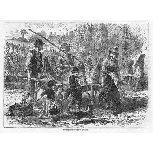 Hop picking workers shifting - picking,