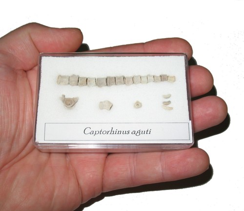 Permian captorhinus reptile - captorhinus,