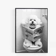 bathroom bichon frise dog on