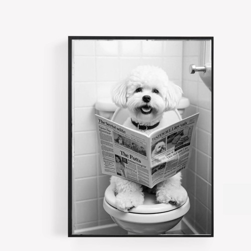 Bathroom bichon frise dog - bathroom,