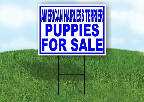 American hairless terrier - american,