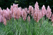 200 Ornamental PINK PAMPAS