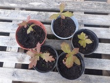 English Oak Tree Saplings