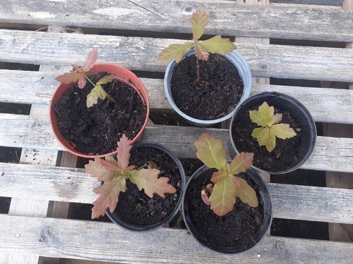 English oak tree - english,