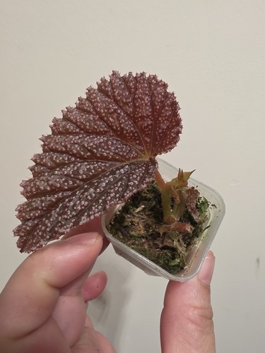 Begonia darthvaderiana lahad - darthvaderiana, x