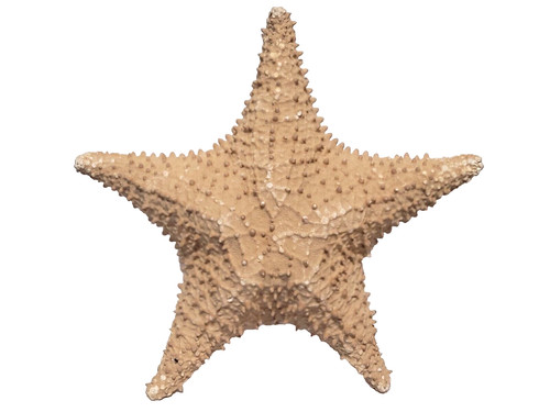 Large natural dried starfish - natural,