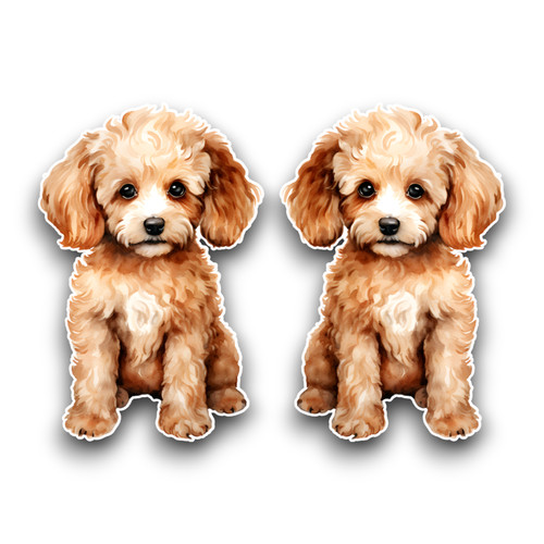 Small cute poodle - cute, dog