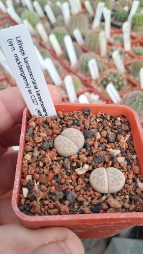 Lithops karasmontana