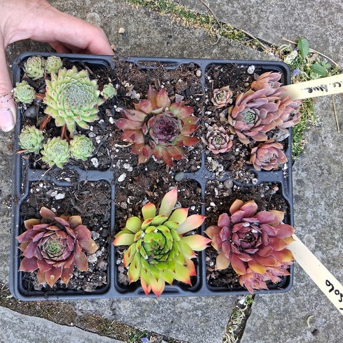 Named varieties colourful - varieties,