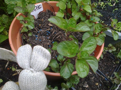 One eau cologne mint plant - cologne,