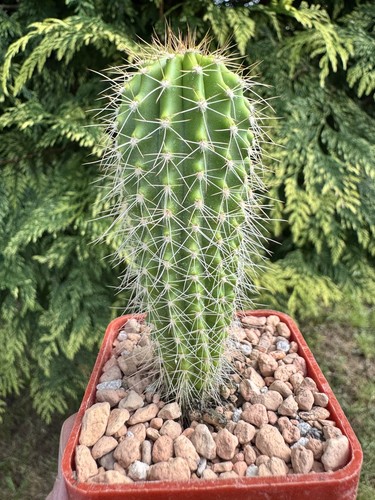 Neobuxbaumia squamulosa rare - squamulosa,,