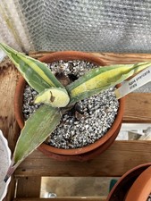 Agave Americana Striata Plant 7” Dia  