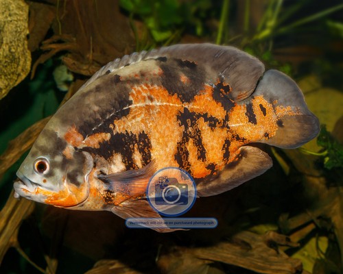 Oscar fish karlsruhe zoo - fish,