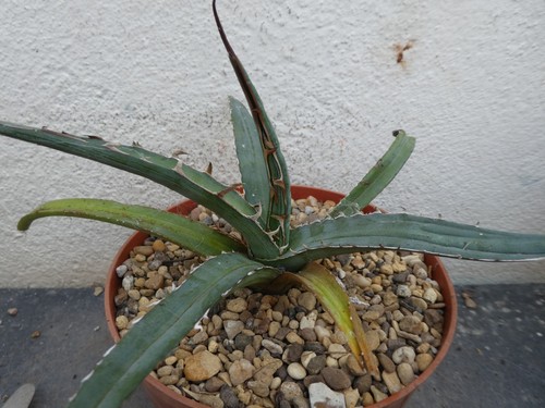 Agave xylonacantha blue shown - agave,