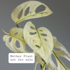 NEW! Monstera Adansonii Albo 'Green Stem', Selection of 1-LEAF Cuttings, Rooting