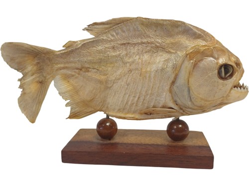 Mounted south american - south, piranha