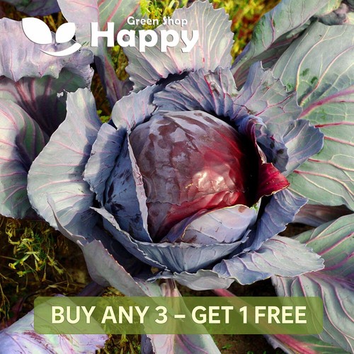 Vegetable autumn cabbage - vegetable,