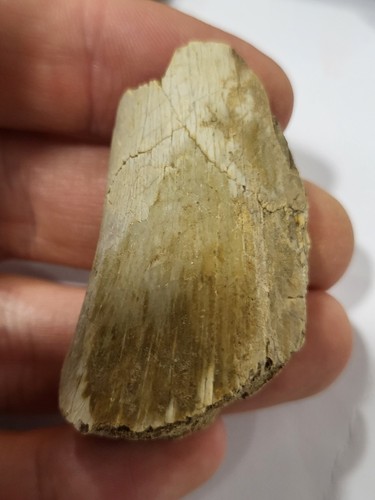 Hell creek dinosaur bone - hell,