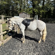 Smart solution saddle early - smart,