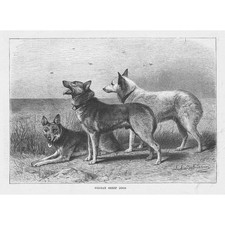 German Sheep Dogs - Antique