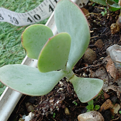 Green kalanchoe paddle - green,