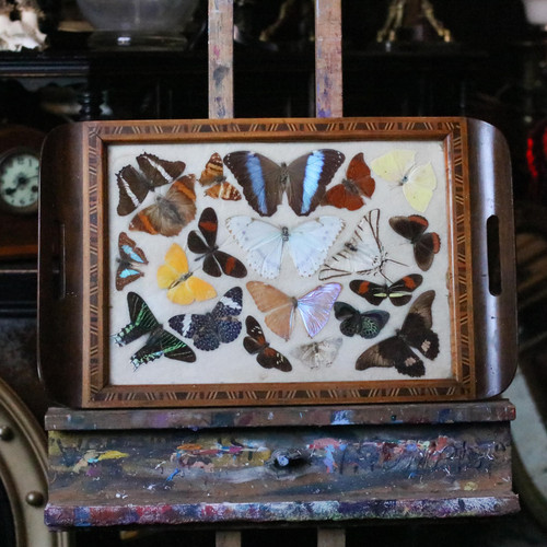 Vintage brazilian butterfly - vintage,