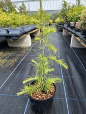 Deodar Cedar 'Aurea' Tree -
