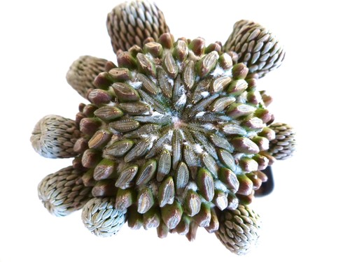 Pelecyphora aselliformis - , 10
