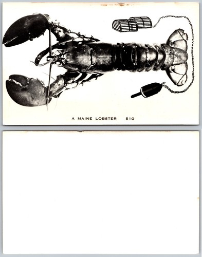 Rppc lobster trap buoy - rppc,