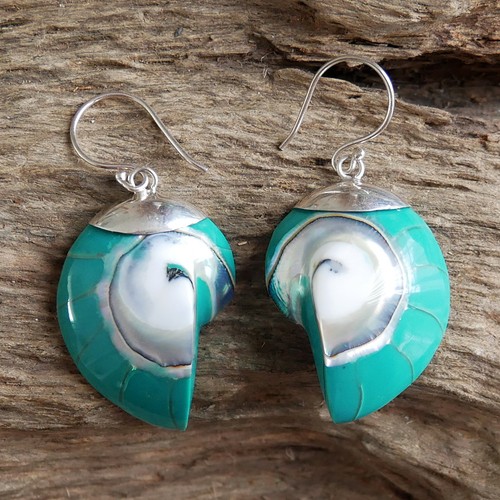 Turquoise colour nautilus - turquoise,