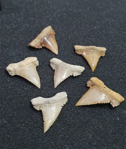 Palaeocarcharodon shark tooth