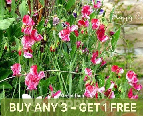 Sweet pea heirloom - sweet,