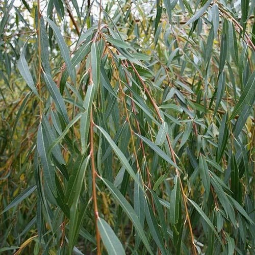 Salix chrysocoma golden - salix,