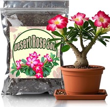 GOTVUGE Organic Desert Rose