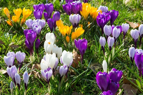 Large spring flowering - 30,
