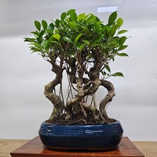 Ficus Microcarpa (Banyan Fig)