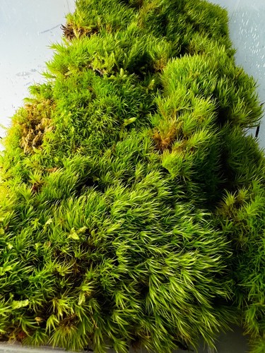 Fresh mood moss - mood, |